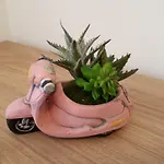 Mariloo * Сплит